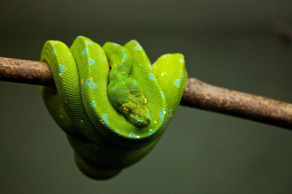 Hadí jed v kozmetike a jeho využitie v ľudovom liečiteľstve